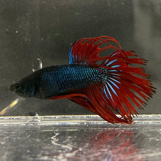 the-fish-farm Male Betta Male Betta - One Only - 10 Choose your favourite Male Betta from The Fish Farm Australia