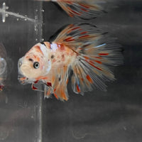 the-fish-farm Male Betta Male Betta - One Only - 10 Choose your favourite Male Betta from The Fish Farm Australia