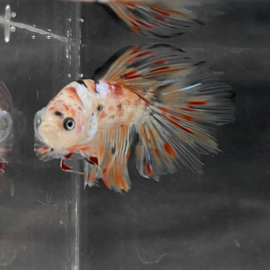 the-fish-farm Male Betta Male Betta - One Only - 10 Choose your favourite Male Betta from The Fish Farm Australia