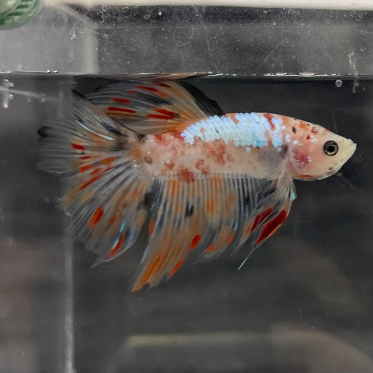 the-fish-farm Male Betta Male Betta - One Only - 10 Choose your favourite Male Betta from The Fish Farm Australia