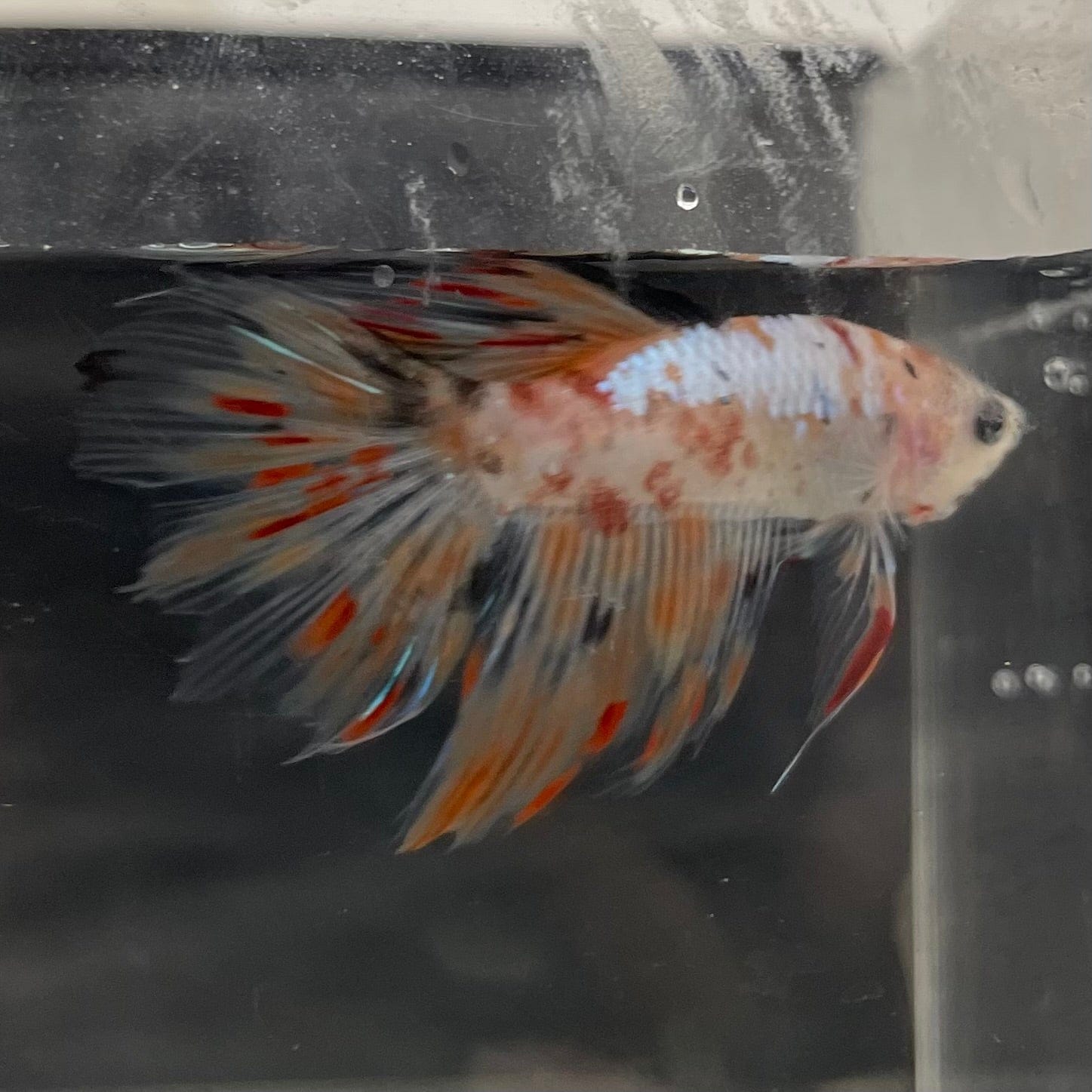 the-fish-farm Male Betta Male Betta - One Only - 10 Choose your favourite Male Betta from The Fish Farm Australia