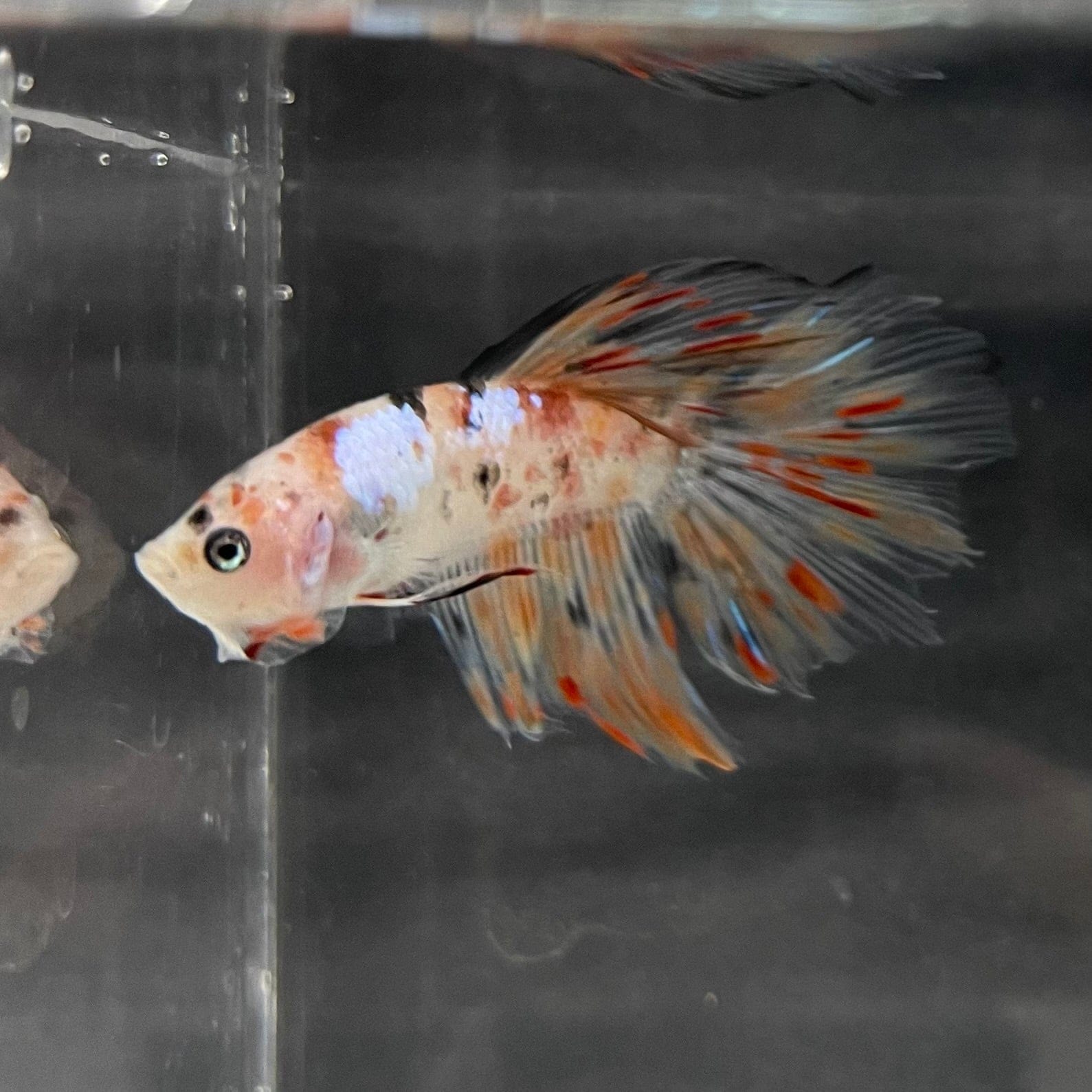 the-fish-farm Male Betta Male Betta - One Only - 10 Choose your favourite Male Betta from The Fish Farm Australia