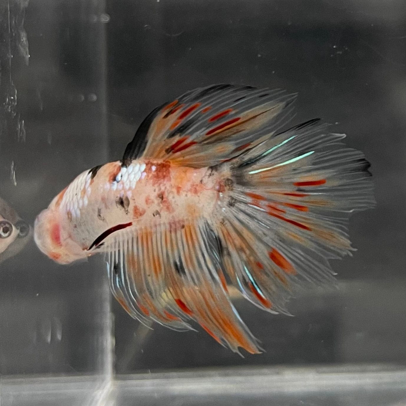 the-fish-farm Male Betta Male Betta - One Only - 10 Choose your favourite Male Betta from The Fish Farm Australia