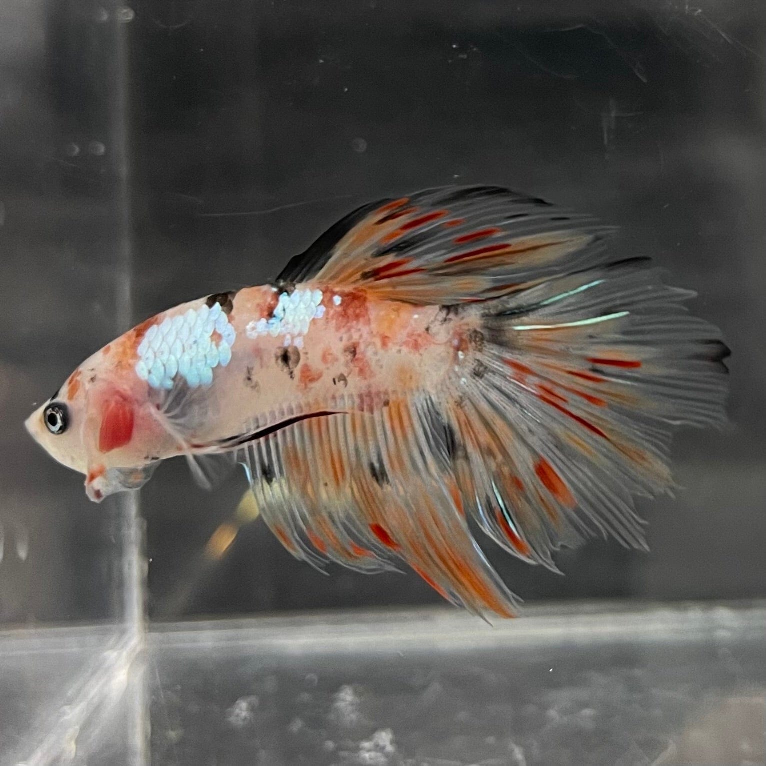 the-fish-farm Male Betta Male Betta - One Only - 10 Choose your favourite Male Betta from The Fish Farm Australia