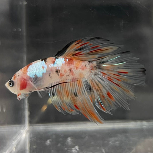 the-fish-farm Male Betta Male Betta - One Only - 10 Choose your favourite Male Betta from The Fish Farm Australia