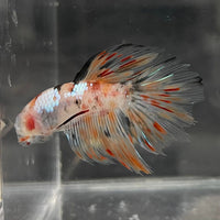 the-fish-farm Male Betta Male Betta - One Only - 10 Choose your favourite Male Betta from The Fish Farm Australia