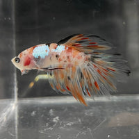 the-fish-farm Male Betta Male Betta - One Only - 10 Choose your favourite Male Betta from The Fish Farm Australia