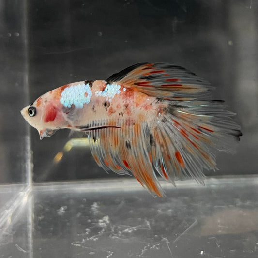 the-fish-farm Male Betta Male Betta - One Only - 10 Choose your favourite Male Betta from The Fish Farm Australia