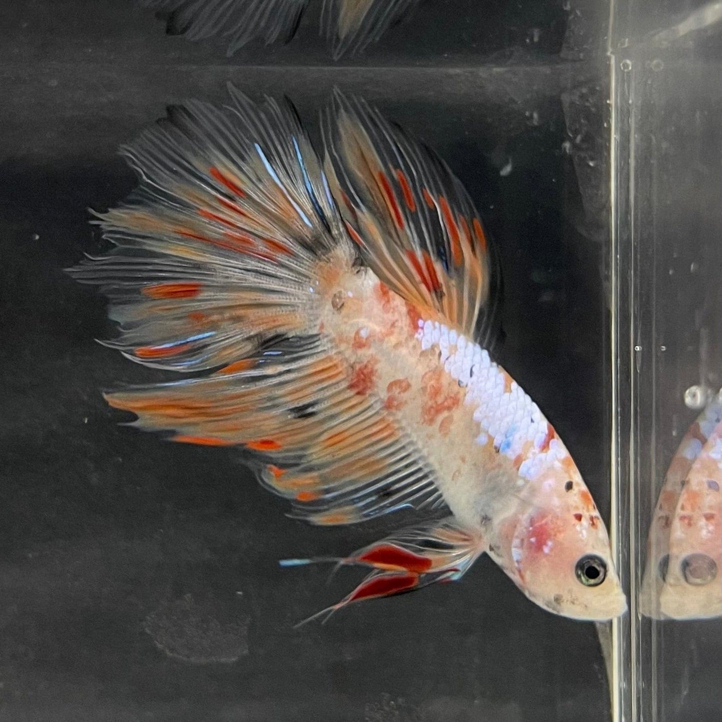 the-fish-farm Male Betta Male Betta - One Only - 10 Choose your favourite Male Betta from The Fish Farm Australia