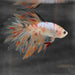 the-fish-farm Male Betta Male Betta - One Only - 10 Choose your favourite Male Betta from The Fish Farm Australia