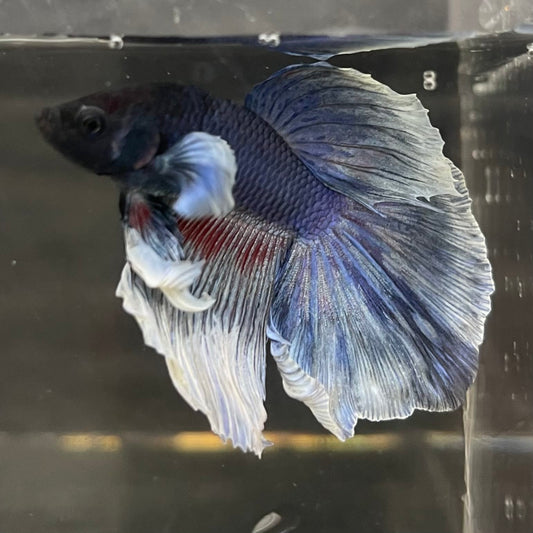 the-fish-farm Male Betta Male Betta - One Only - 10 Choose your favourite Male Betta from The Fish Farm Australia