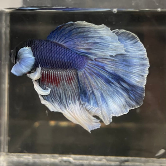 the-fish-farm Male Betta Male Betta - One Only - 10 Choose your favourite Male Betta from The Fish Farm Australia