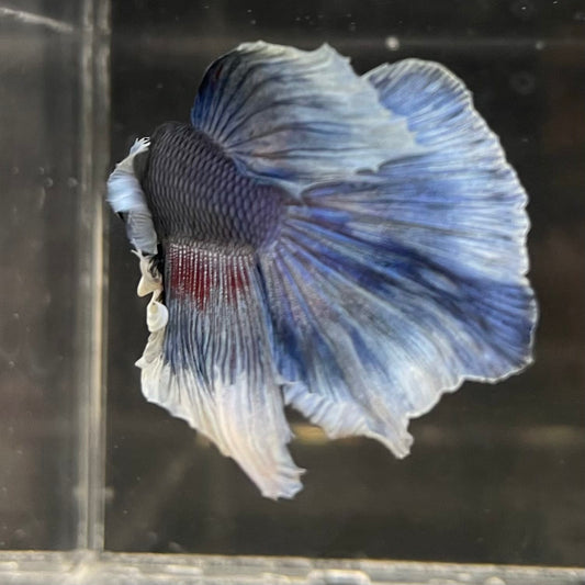 the-fish-farm Male Betta Male Betta - One Only - 10 Choose your favourite Male Betta from The Fish Farm Australia