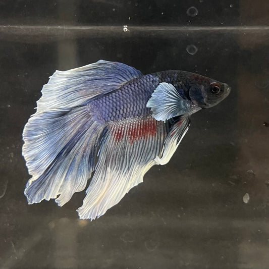 the-fish-farm Male Betta Male Betta - One Only - 10 Choose your favourite Male Betta from The Fish Farm Australia