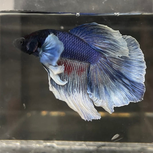 the-fish-farm Male Betta Male Betta - One Only - 10 Choose your favourite Male Betta from The Fish Farm Australia