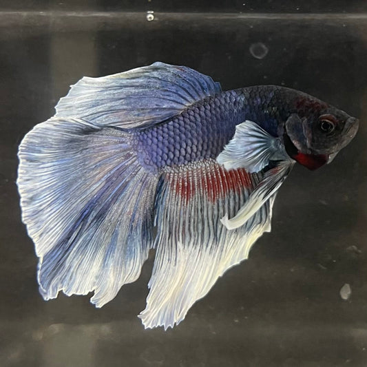 the-fish-farm Male Betta Male Betta - One Only - 10 Choose your favourite Male Betta from The Fish Farm Australia