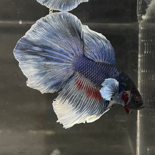 the-fish-farm Male Betta Male Betta - One Only - 10 Choose your favourite Male Betta from The Fish Farm Australia