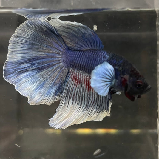 the-fish-farm Male Betta Male Betta - One Only - 10 Choose your favourite Male Betta from The Fish Farm Australia