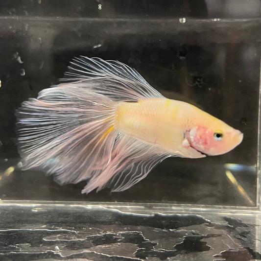 the-fish-farm Male Betta Male Betta - One Only - 10 Choose your favourite Male Betta from The Fish Farm Australia