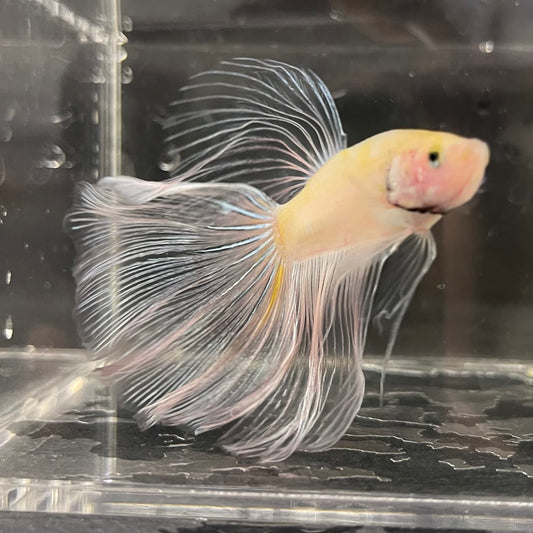 the-fish-farm Male Betta Male Betta - One Only - 10 Choose your favourite Male Betta from The Fish Farm Australia