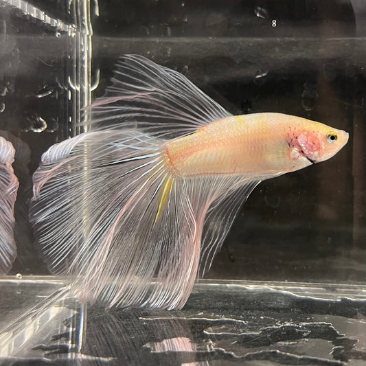 the-fish-farm Male Betta Male Betta - One Only - 10 Choose your favourite Male Betta from The Fish Farm Australia