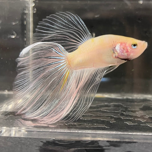 the-fish-farm Male Betta Male Betta - One Only - 10 Choose your favourite Male Betta from The Fish Farm Australia