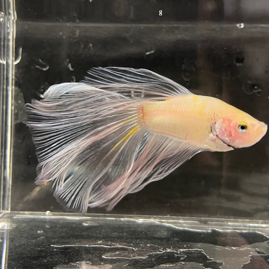 the-fish-farm Male Betta Male Betta - One Only - 10 Choose your favourite Male Betta from The Fish Farm Australia