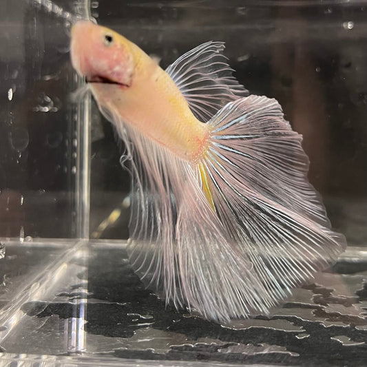 the-fish-farm Male Betta Male Betta - One Only - 10 Choose your favourite Male Betta from The Fish Farm Australia