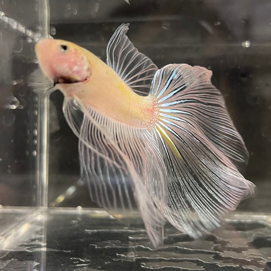 the-fish-farm Male Betta Male Betta - One Only - 10 Choose your favourite Male Betta from The Fish Farm Australia