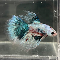 the-fish-farm Male Betta Male Betta - One Only - 10 Choose your favourite Male Betta from The Fish Farm Australia
