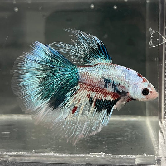 the-fish-farm Male Betta Male Betta - One Only - 10 Choose your favourite Male Betta from The Fish Farm Australia