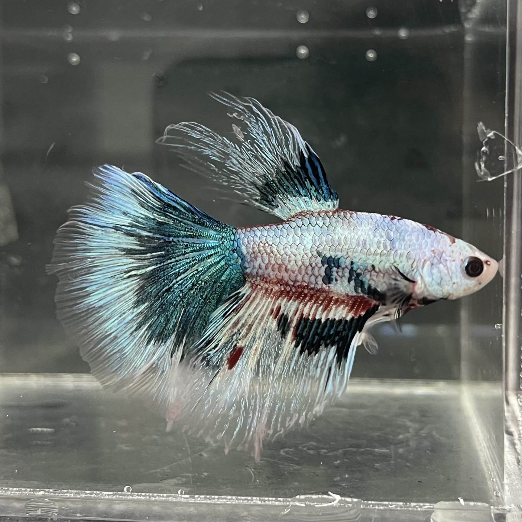 the-fish-farm Male Betta Male Betta - One Only - 10 Choose your favourite Male Betta from The Fish Farm Australia