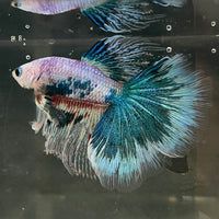 the-fish-farm Male Betta Male Betta - One Only - 10 Choose your favourite Male Betta from The Fish Farm Australia