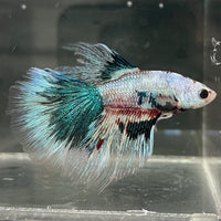 the-fish-farm Male Betta Male Betta - One Only - 10 Choose your favourite Male Betta from The Fish Farm Australia