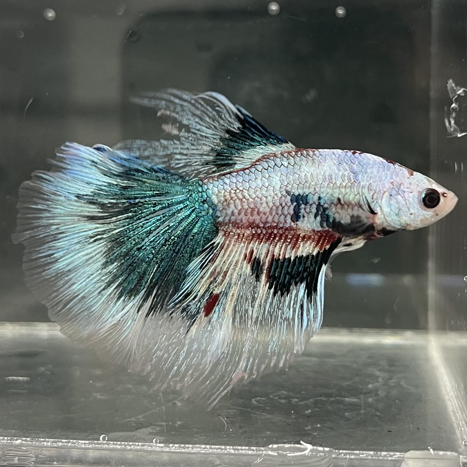 the-fish-farm Male Betta Male Betta - One Only - 10 Choose your favourite Male Betta from The Fish Farm Australia