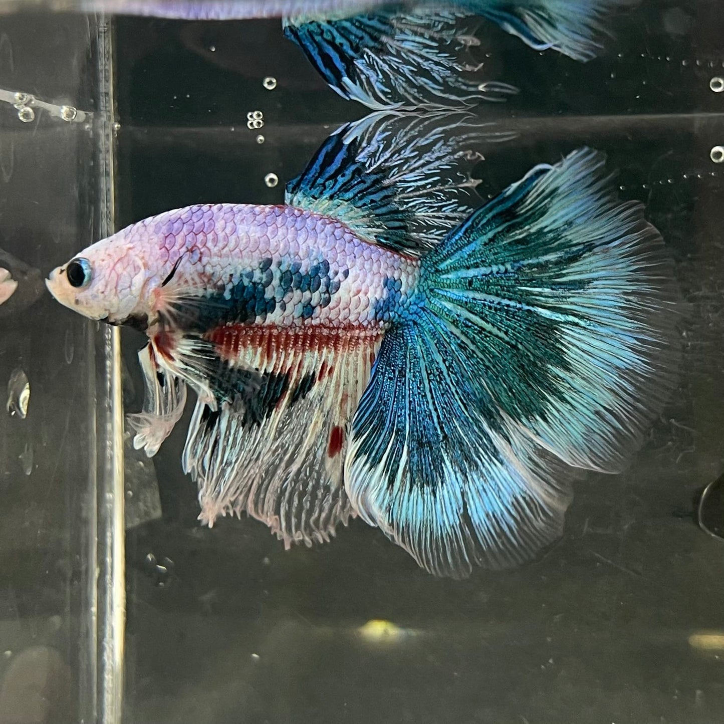the-fish-farm Male Betta Male Betta - One Only - 10 Choose your favourite Male Betta from The Fish Farm Australia