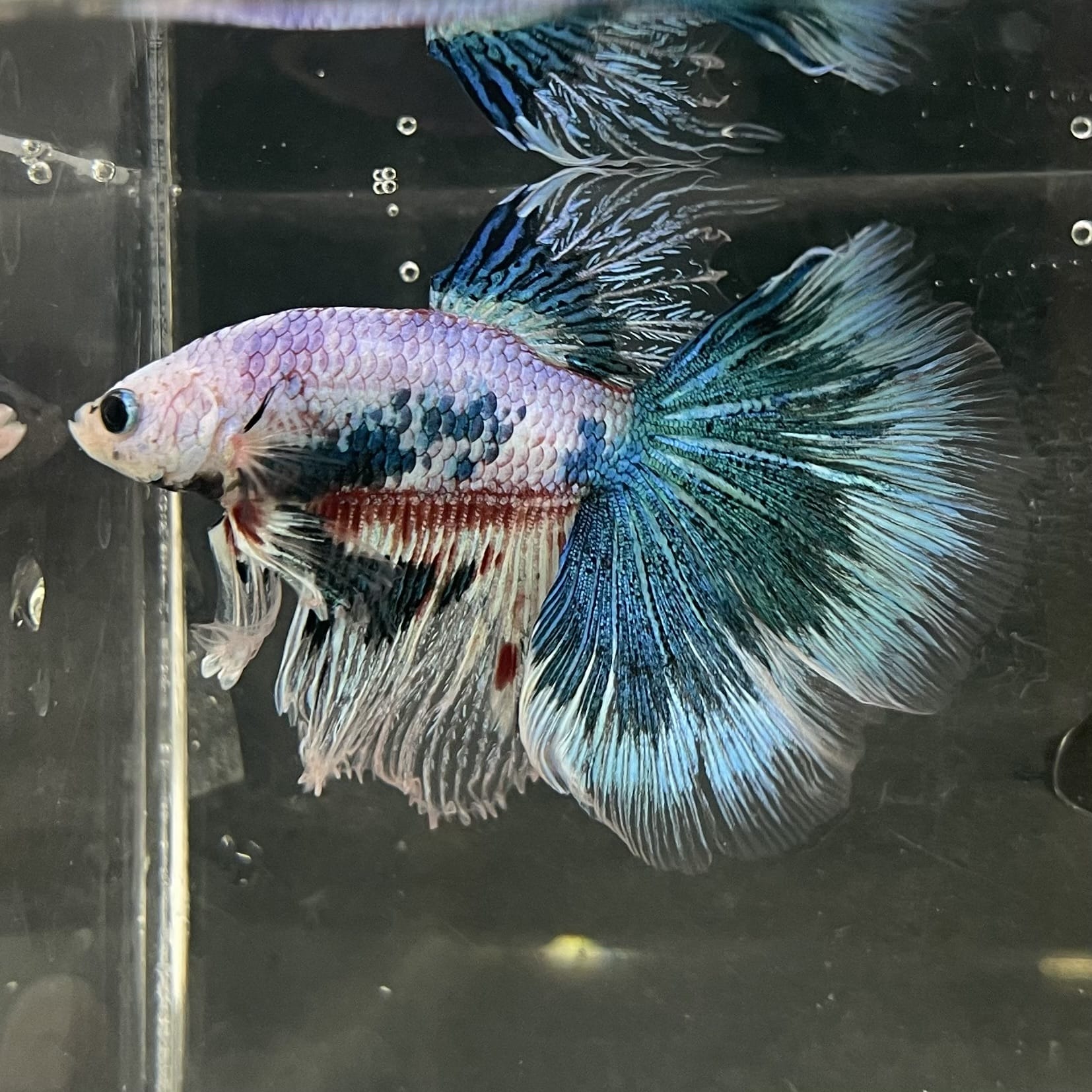 the-fish-farm Male Betta Male Betta - One Only - 10 Choose your favourite Male Betta from The Fish Farm Australia