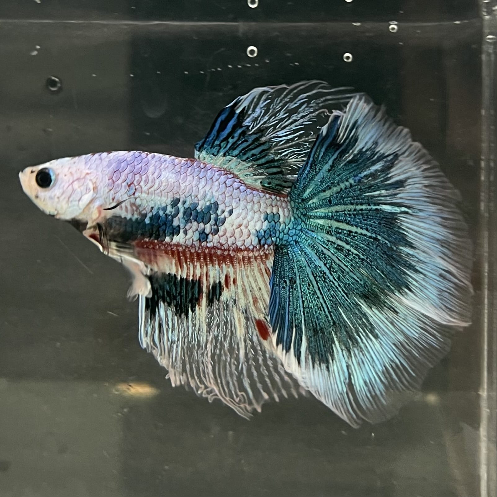 the-fish-farm Male Betta Male Betta - One Only - 10 Choose your favourite Male Betta from The Fish Farm Australia