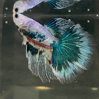 the-fish-farm Male Betta Male Betta - One Only - 10 Choose your favourite Male Betta from The Fish Farm Australia