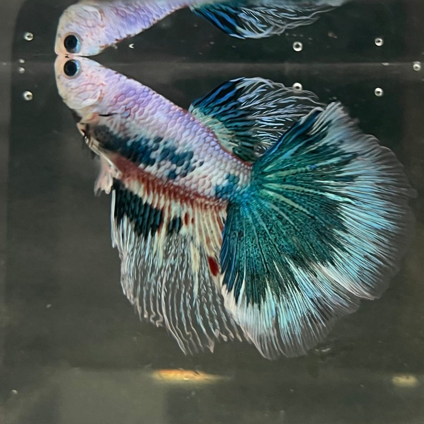 the-fish-farm Male Betta Male Betta - One Only - 10 Choose your favourite Male Betta from The Fish Farm Australia