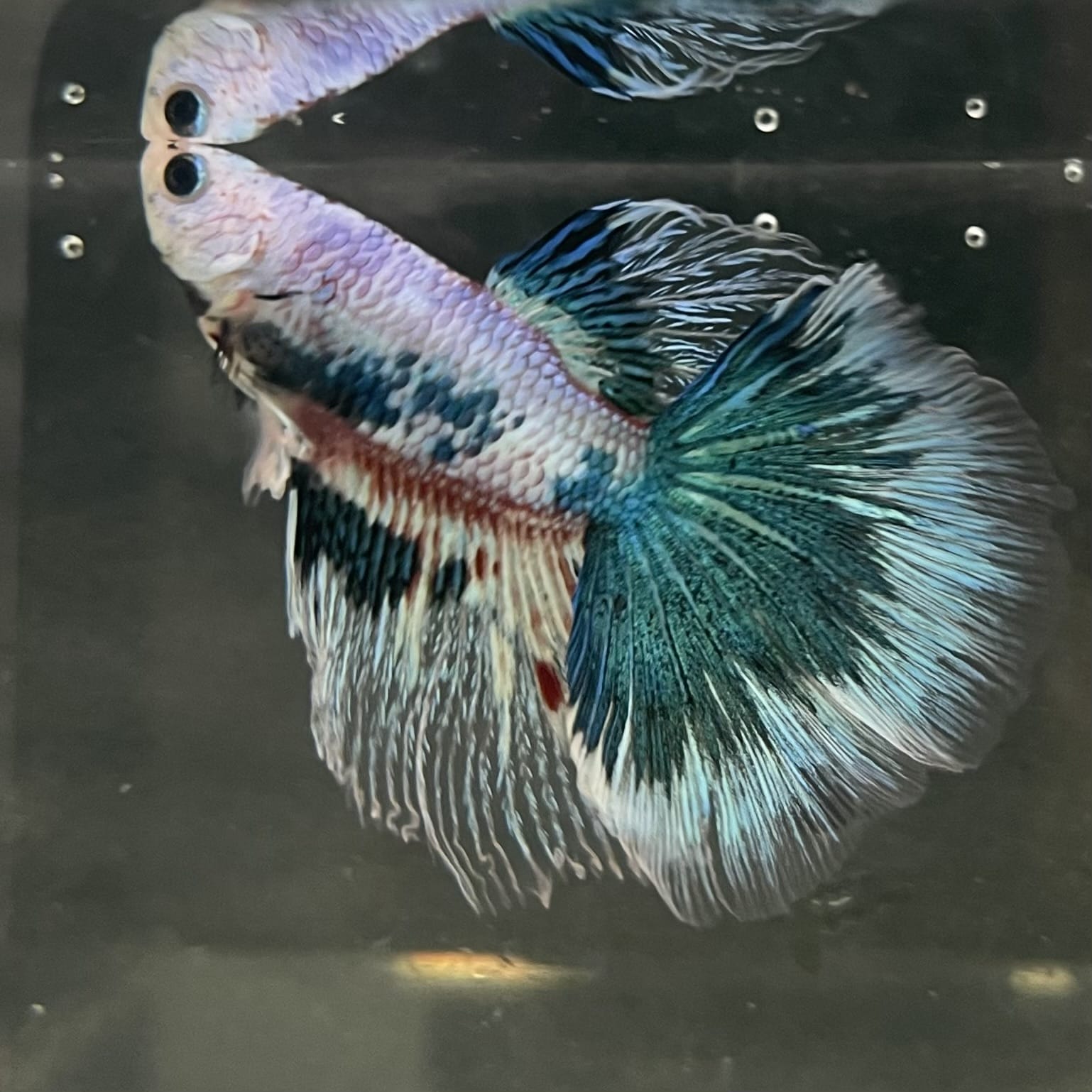 the-fish-farm Male Betta Male Betta - One Only - 10 Choose your favourite Male Betta from The Fish Farm Australia