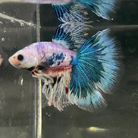 the-fish-farm Male Betta Male Betta - One Only - 10 Choose your favourite Male Betta from The Fish Farm Australia