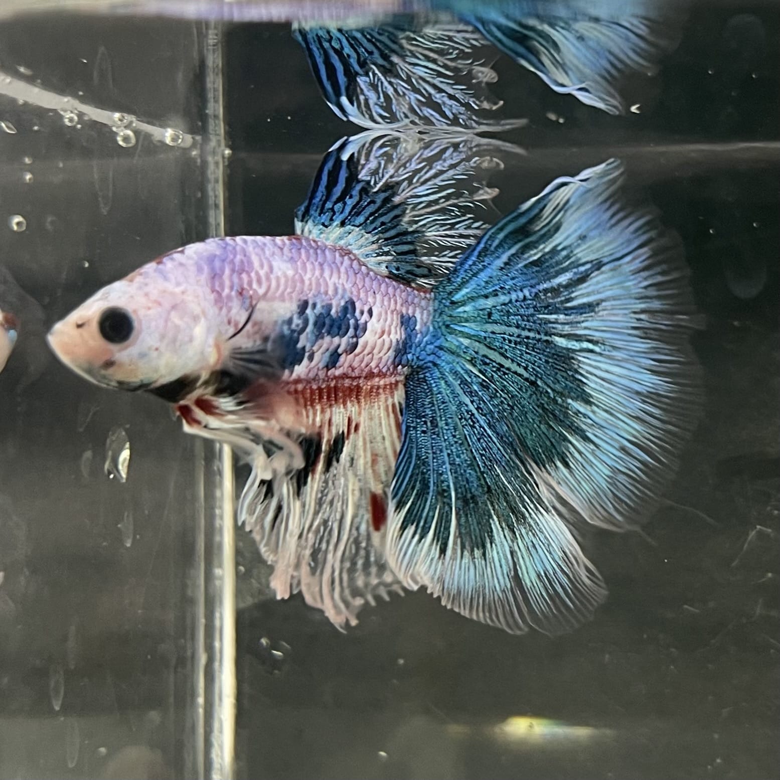 the-fish-farm Male Betta Male Betta - One Only - 10 Choose your favourite Male Betta from The Fish Farm Australia