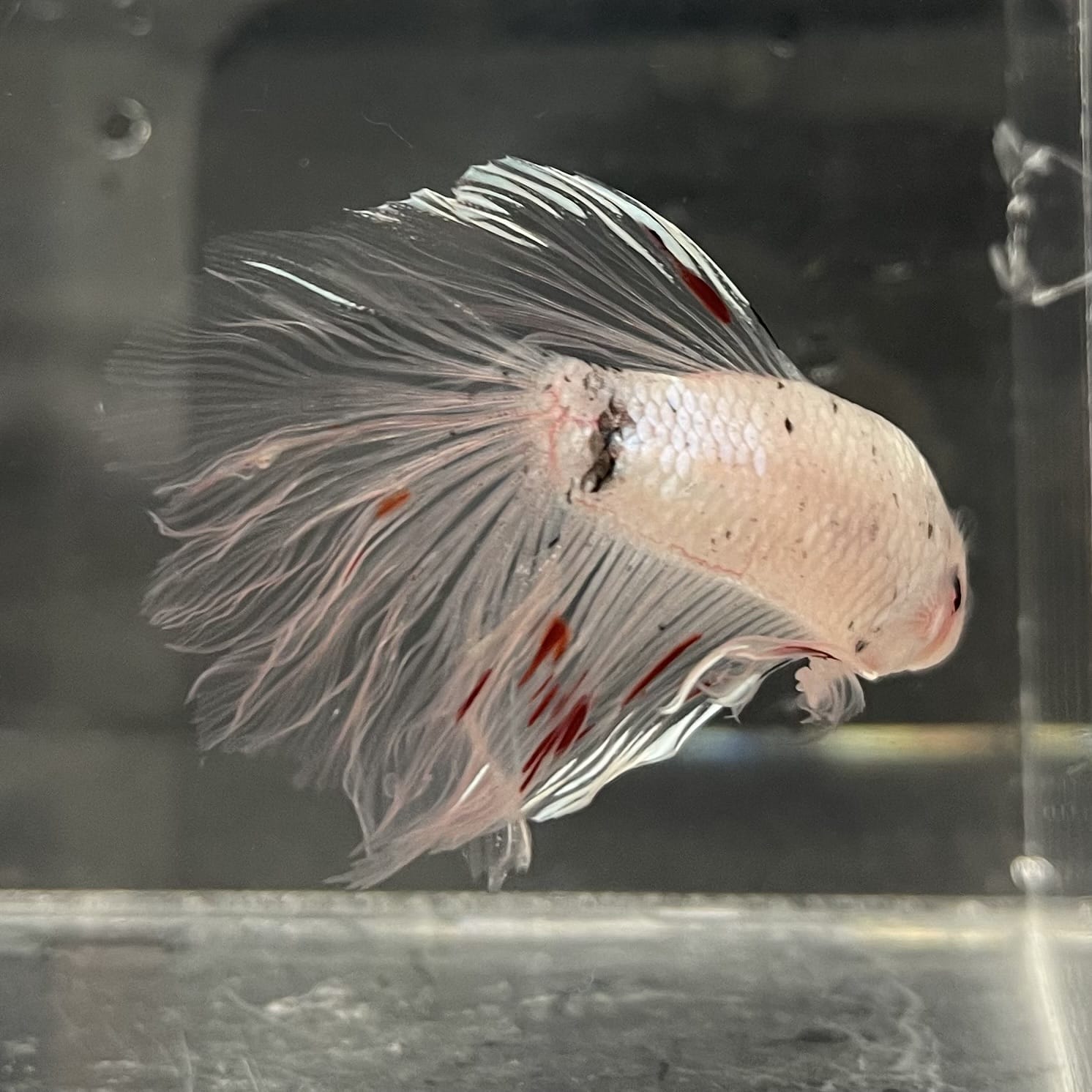 the-fish-farm Male Betta Male Betta - One Only - 10 Choose your favourite Male Betta from The Fish Farm Australia
