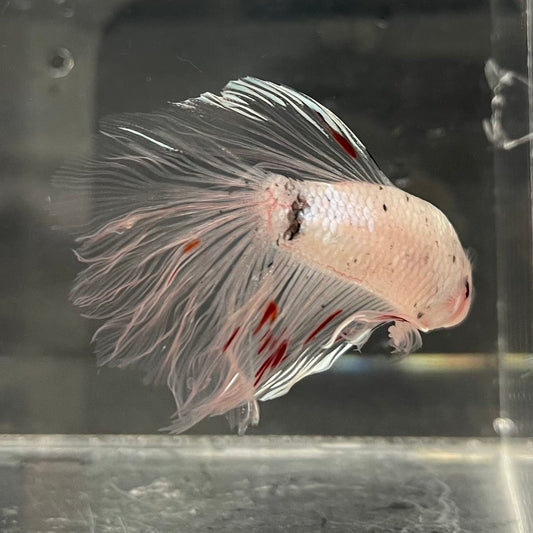 the-fish-farm Male Betta Male Betta - One Only - 10 Choose your favourite Male Betta from The Fish Farm Australia