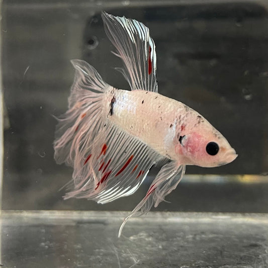the-fish-farm Male Betta Male Betta - One Only - 10 Choose your favourite Male Betta from The Fish Farm Australia