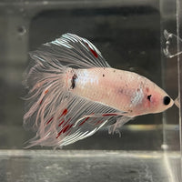 the-fish-farm Male Betta Male Betta - One Only - 10 Choose your favourite Male Betta from The Fish Farm Australia