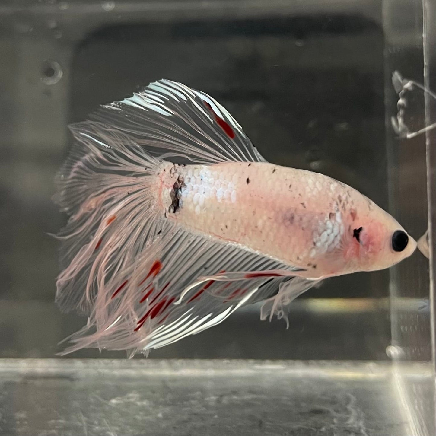 the-fish-farm Male Betta Male Betta - One Only - 10 Choose your favourite Male Betta from The Fish Farm Australia