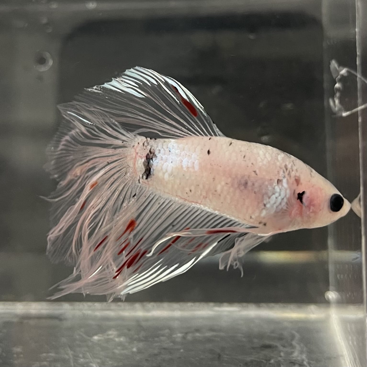 the-fish-farm Male Betta Male Betta - One Only - 10 Choose your favourite Male Betta from The Fish Farm Australia