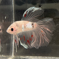 the-fish-farm Male Betta Male Betta - One Only - 10 Choose your favourite Male Betta from The Fish Farm Australia